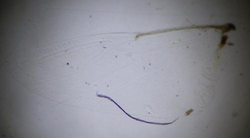 Nysius sp.